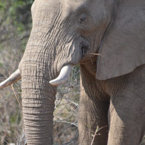 Elephant Pilanesburg 5-Day Safari
