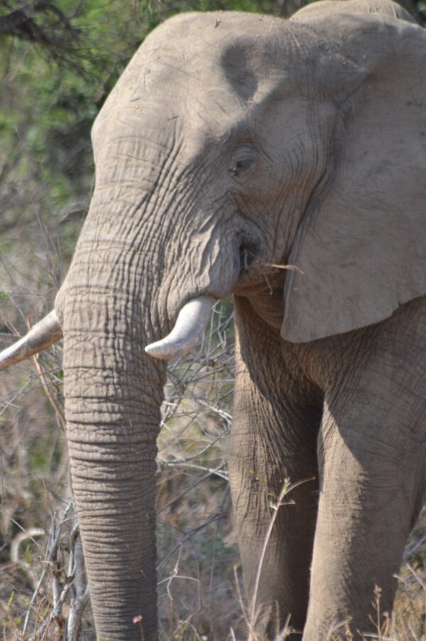 Elephant Pilanesburg 5-Day Safari