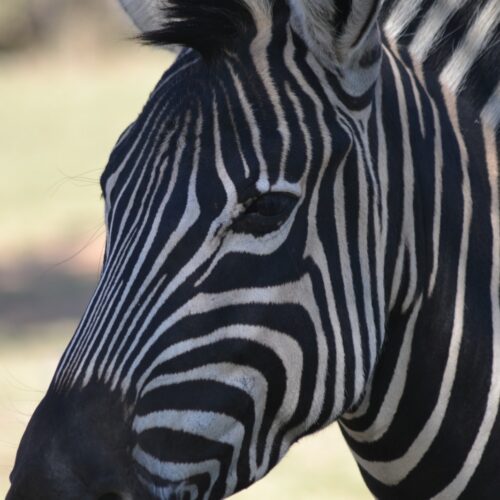 ZebraHead Lowveld (Kruger) Safari