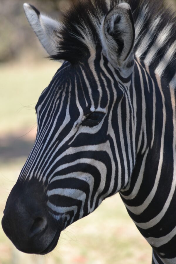 ZebraHead Lowveld (Kruger) Safari